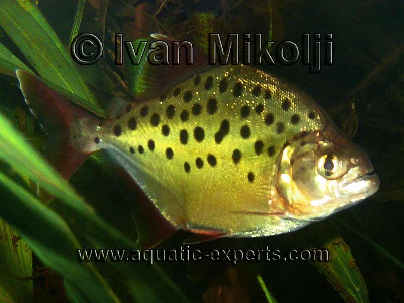 Pristobrycon careospinus